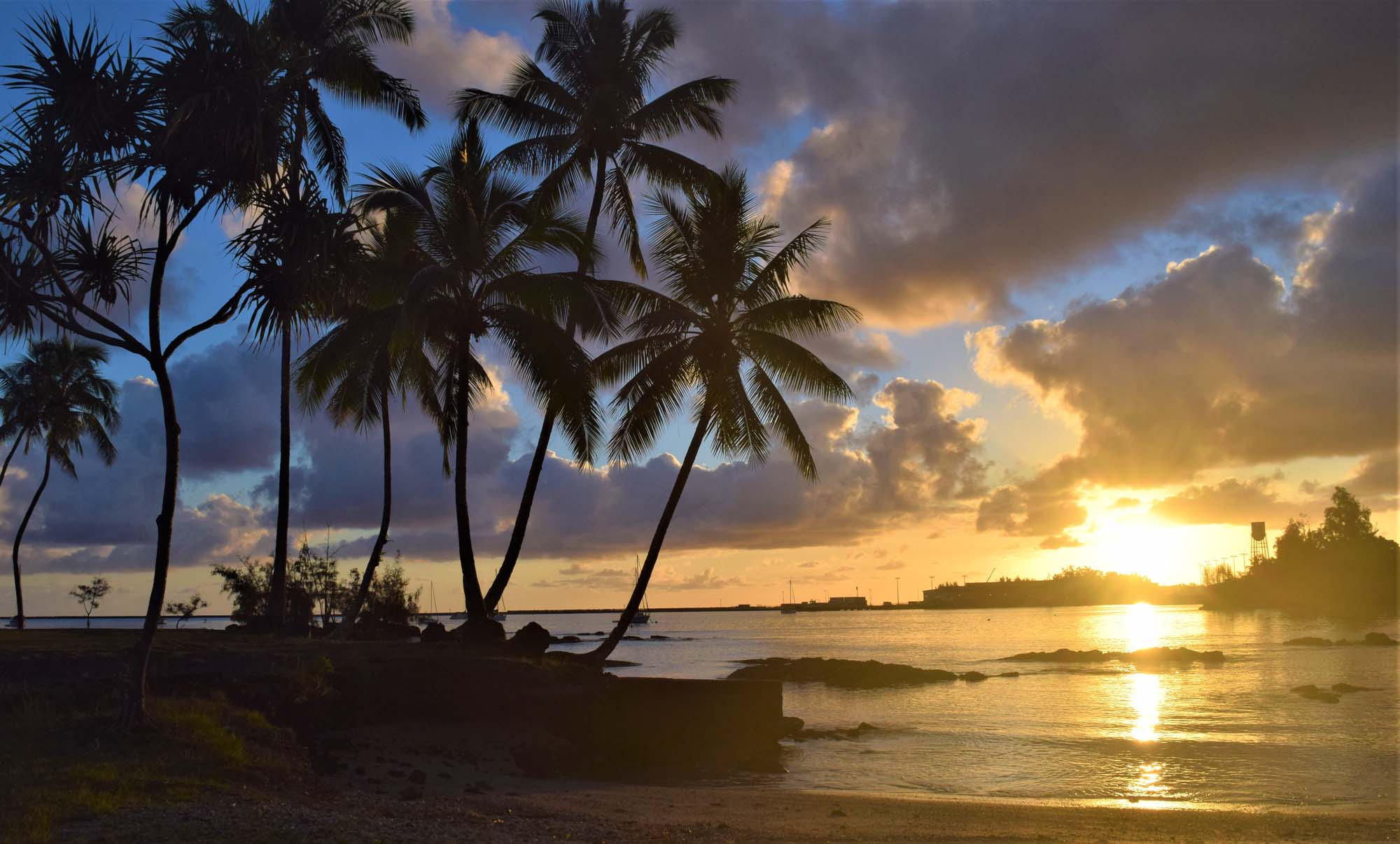 Palms along the Hilo shoreline